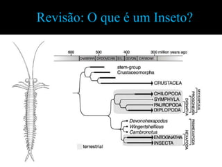 Revisão: O que é um Inseto?
 