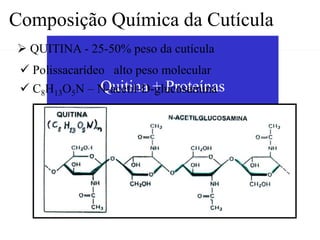 Composição Química da Cutícula
 QUITINA - 25-50% peso da cutícula
  Polissacarídeo alto peso molecular
              Quitina + Proteínas
  C8H13O5N – N-acetil-D-glucosamina
 