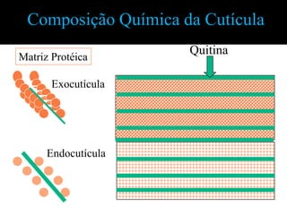 Composição Química da Cutícula

Matriz Protéica
                     Quitina

       Exocutícula




      Endocutícula
 