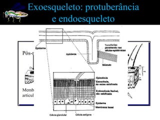 Exoesqueleto: protuberância
       e endoesqueleto
            Espinho    Seta


Pós-noto




Membrana
articular    Apódema
 