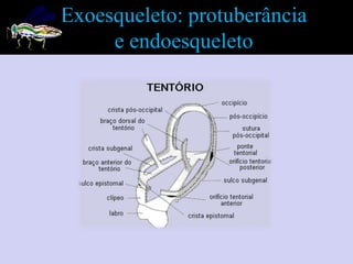 Exoesqueleto: protuberância
     e endoesqueleto
 