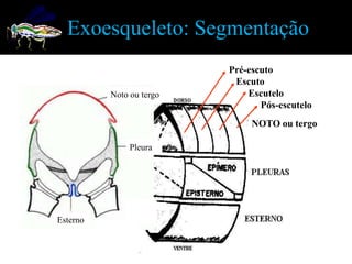 Exoesqueleto: Segmentação
                          Pré-escuto
                           Escuto
          Noto ou tergo       Escutelo
                                 Pós-escutelo
                               NOTO ou tergo

               Pleura




Esterno
 