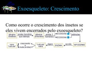 Exoesqueleto: Crescimento

Como ocorre o crescimento dos insetos se
eles vivem encerrados pelo exoesqueleto?
 