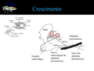 Crescimento
                  Cél. da glândula
                   prototorácica
       Corpora                       Corpora
         allata                      cardiaca


Glândula
    anel



                        Esôfago

                                                                                Glândula
                                                                                prototorácica




                                                              Nervo               Nervo da
                                                Ganglio       subesofageal da     glândula
                                                subesofágeo   glândula            prototorácica
                                                              prototorácica
 