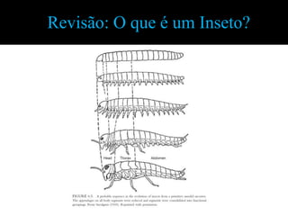 Revisão: O que é um Inseto?
 