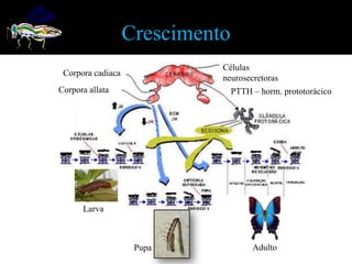 Crescimento
                             Células
 Corpora cadiaca
                             neurosecretoras
Corpora allata                   PTTH – horm. prototorácico




      Larva



                    Pupa              Adulto
 