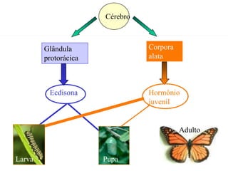Cérebro
                      Crescimento
        Glândula                    Corpora
        protorácica                 alata



         Ecdisona                   Hormônio
                                    juvenil


                                              Adulto


Larva                    Pupa
 
