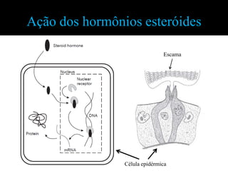 Ação dos hormônios esteróides

                               Escama




                Célula epidérmica
 