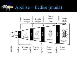 Apólise + Ecdise (muda)
                                                                                      Quarto




                                                                                                          Ecdise
                                                  Ecdise




                                                                            Ecdise
                     Ecdise
                               Segundo                     Terceiro                   estágio                       Estágio
                                estágio                    estágio                     Pupa                         adulto




                                                                                                    Muda
                                                                      Muda
                                             Muda
                 Muda
Eclosão




                              Segundo               Terceiro                         Quarto                        Ínstar
           Apólise




                                        Apólise




                                                                  Apólise




                                                                                                Apólise
                               ínstar                ínstar                          ínstar                        adulto
                                                                                      Pupa
 