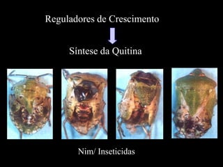 Reguladores de Crescimento
       Crescimento

     Síntese da Quitina




       Nim/ Inseticidas
 