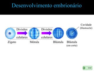 Desenvolvimento embrionário


                                                                  Cavidade
                                                                  (blastocele)
         Divisões             Divisões

         celulares            celulares
Zigoto               Mórula               Blástula   Blástula
                                                     (em corte)




                                                                         STOP
 