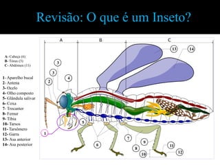 Revisão: O que é um Inseto?

                                                                 13        14
 A- Cabeça (6)
 B- Tórax (3)
                                   3
 C- Abdómen (11)

                               3
1- Aparelho bucal                      4
2- Antena                  2
3- Ocelo
4- Olho composto
5- Glândula salivar
6- Coxa
7- Trocanter
8- Femur
9- Tíbia
10- Tarsos                                 5
11- Tarsômero
12- Garra              1
13- Asa anterior                                   7
                                                           9
14- Asa posterior                              6                11
                                                       8
                                                           10         12
 