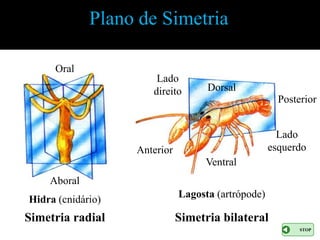 Plano de Simetria

     Oral
                       Lado
                      direito       Dorsal
                                                      Posterior


                                                      Lado
                   Anterior                         esquerdo
                                   Ventral
    Aboral
                              Lagosta (artrópode)
Hidra (cnidário)
Simetria radial               Simetria bilateral
                                                           STOP
 