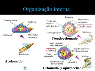 Organização interna
                                                                  Epiderme
Tubo digestório                                                                  Musculatura-
                           Epiderme         Tecido que                           mesoderme
                                            reveste o
                                            tubo digestório                       Pseudoceloma


                                            Tubo digestório                          Nematódeo
Endoderme                  Musculatura-
                           mesoderme
                                                  Pseudocelomado
                                               Tecido derivado
                                                do ectoderma
                                                                             Tecidos derivados
                                              Celoma                          do mesoderma
                  Platelminto               Tubo
                                          digestório                                 Anelídeo

  Acelomado                                     Tecido derivado     Mesentério
                                                 do endoderma

                                          Celomado (esquizocélico)
 