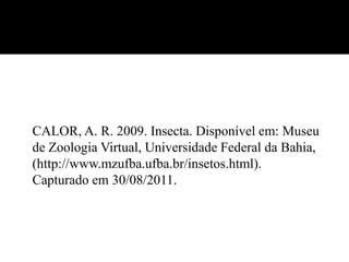 CALOR, A. R. 2009. Insecta. Disponível em: Museu
de Zoologia Virtual, Universidade Federal da Bahia,
(http://www.mzufba.ufba.br/insetos.html).
Capturado em 30/08/2011.
 