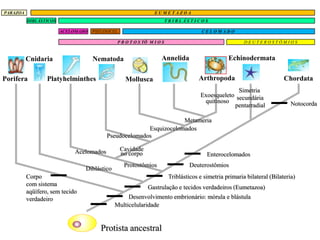 PARAZOA                                                         EUMETAZOA
          DIBLÁSTICOS                                                   TRIBLÁSTICOS

                        ACELOMADO   PSEUDOCEL.                                         CELOMADO

                                               P R O T O S TÔ M I O S                                    DEUTEROSTÔMIOS


          Cnidaria                  Nematoda                       Annelida                       Echinodermata

Porifera          Platyhelminthes                 Mollusca                            Arthropoda                          Chordata
                                                                                                    Simetria
                                                                                      Exoesqueleto secundária
                                                                                       quitinoso                             Notocorda
                                                                                                  pentarradial

                                                                    Metameria
                                                        Esquizocelomados
                                          Pseudocelomados

                             Acelomados          Cavidade
                                                 no corpo                                Enterocelomados
                                                  Protostômios                   Deuterostômios
                                 Diblástico
          Corpo                                                          Triblásticos e simetria primaria bilateral (Bilateria)
          com sistema
                                                             Gastrulação e tecidos verdadeiros (Eumetazoa)
          aqüífero, sem tecido
          verdadeiro                               Desenvolvimento embrionário: mórula e blástula
                                              Multicelularidade


                                       Protista ancestral
 