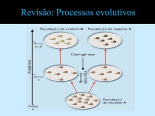 Revisão: Processos evolutivos
 