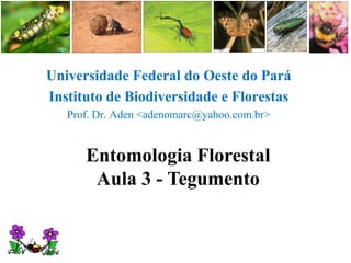 Universidade Federal do Oeste do Pará
Instituto de Biodiversidade e Florestas
   Prof. Dr. Aden <adenomarc@yahoo.com.br>


      Entomologia Florestal
       Aula 3 - Tegumento
 