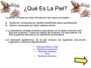 ¿Qué Es La Piel? La piel es un tejido que esta formado por dos capas principales: Epidermis: compuesta por epitelio estratificado plano queratinizado Dermis: compuesta por tejido colectivo denso ::  La hipodermis, el tejido conectivo subcutáneo, es un tejido conectivo más laxo que la dermis. Y hace por debajo de la dermis y es equivalente a la facia superficial descrita en la autonomía microscópica. Los derivados epidérmicos de la piel incluyen las siguientes estructuras organizas y productos tegumentarios:  Folículos Pilosos y Pelo Glándulas sudoríparas Glándulas sebáceas Uñas Glándulas mamarias 