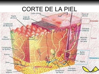 CORTE DE LA PIEL 