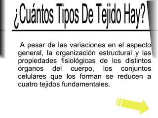 A pesar de las variaciones en el aspecto general, la organización estructural y las propiedades fisiológicas de los distintos órganos del cuerpo, los conjuntos celulares que los forman se reducen a cuatro tejidos fundamentales. ¿Cuántos Tipos De Tejido Hay? 