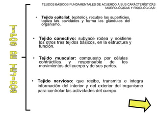 TIPOS DE TEJIDOS Tejido epitelial:  (epitelio), recubre las superficies, tapiza las cavidades y forma las glándulas del organismo. Tejido conectivo:  subyace rodea y sostiene los otros tres tejidos básicos, en la estructura y función. Tejido muscular:  compuesto por células contráctiles y responsable de los movimientos del cuerpo y de sus partes. Tejido nervioso:  que recibe, transmite e integra información del interior y del exterior del organismo para controlar las actividades del cuerpo. TEJIDOS BÁSICOS FUNDAMENTALES DE ACUERDO A SUS CARÁCTERÍSTICAS MORFOLÓGICAS Y FISIOLÓGICAS: 