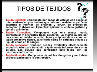 TIPOS DE TEJIDOS Tejido Epitelial:  Compuesto por capas de células con espacios intercelulares muy estrechos que cubren o revisten superficies externas o internas de órganos y sirven de protección, secreción y absorción. Ejemplos: epidermis, epitelio gástrico y epitelio glandular. Tejido Conectivo:  Compuesto con una mayor matriz extracelular y diferentes tipos celulares. La matriz puede ser laxa como en tejido conectivo laxo y adiposo, densa como en tejido conectivo denso, calcificada como en cartílago y hueso y líquida como en la sangre.  Tejido Nervioso:  Contiene células excitables eléctricamente especializadas para transmitir rápidamente información a otras células. Las células que componen este tejido son las neuronas entre otras. Tejido Muscular:  Compuesto de células elongadas y excitables especializadas para la contracción. 