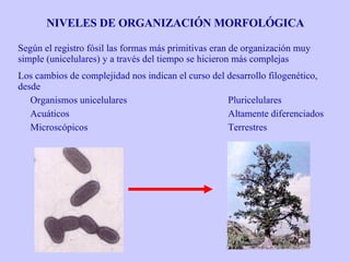 NIVELES DE ORGANIZACIÓN MORFOLÓGICA Según el registro fósil las formas más primitivas eran de organización muy simple (unicelulares) y a través del tiempo se hicieron más complejas Los cambios de complejidad nos indican el curso del desarrollo filogenético, desde Organismos unicelulares Pluricelulares Acuáticos Altamente diferenciados Microscópicos Terrestres 