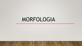 MORFOLOGIA
 