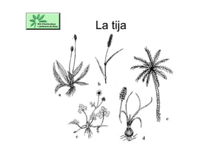 La tija
 
