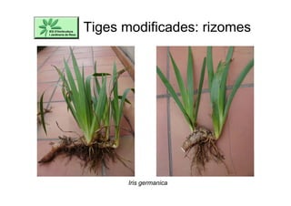 Tiges modificades: rizomes
Iris germanica
 
