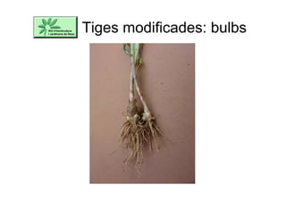 Tiges modificades: bulbs
 