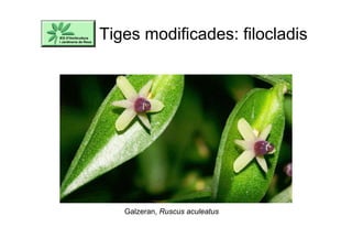 Tiges modificades: filocladis
Galzeran, Ruscus aculeatus
 