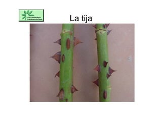 La tija
 