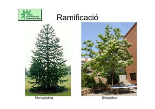 Ramificació
Monopòdica Simpòdica
 