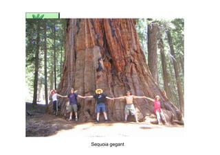 Sequoia gegant
 