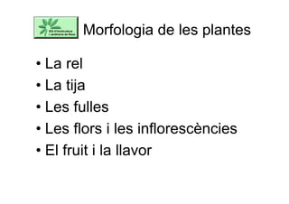 Morfologia de les plantes
• La rel
• La tija
• Les fulles
• Les flors i les inflorescències
• El fruit i la llavor
 
