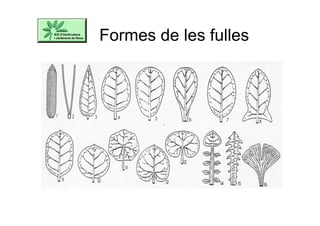 Formes de les fulles
 