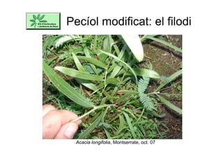Pecíol modificat: el filodi
Acacia longifolia, Montserrate, oct. 07
 