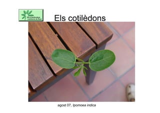 Els cotilèdons
agost 07, Ipomoea indica
 