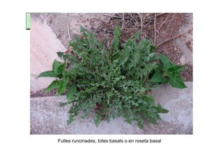 Fulles runcinades, totes basals o en roseta basal
 