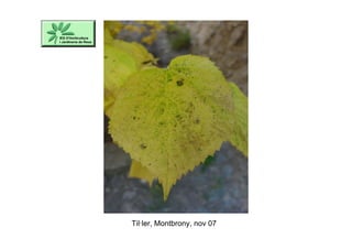 Til·ler, Montbrony, nov 07
 