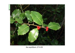 Ilex aquifolium, 27-X-05
 