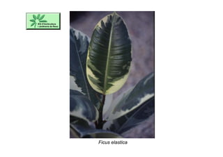 Ficus elastica
 