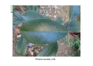 Photinia serulata, 2-06
 