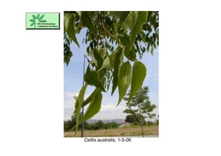 Celtis australis, 1-5-06
 