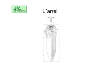 L´arrel
 
