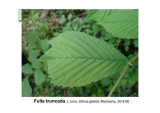 Fulla truncada: L´oma, Ulmus glabra, Montseny, 30-4-06
 