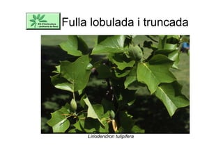 Fulla lobulada i truncada
Liriodendron tulipifera
 