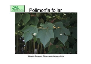 Polimorfia foliar
Morera de paper, Broussonetia papyrifera
 